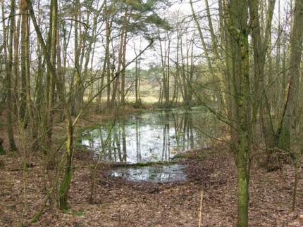 Bild 2 von Heideteich 